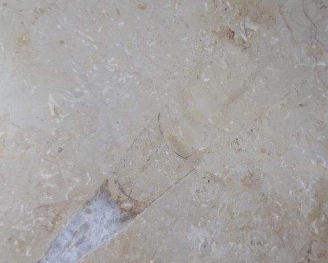 Hibolithes sp. (MONTFORT 1808) - Bild &copy; FossNet FossilienStore